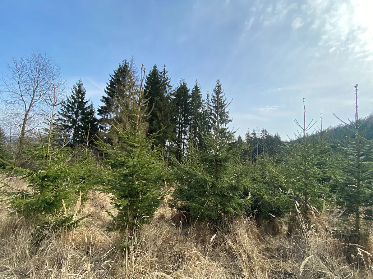 Prodej louky 1410 m²